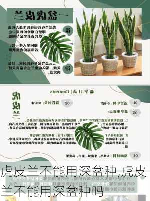 虎皮兰不能用深盆种,虎皮兰不能用深盆种吗-第2张图片-花卉百科