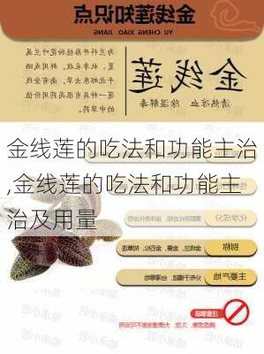 金线莲的吃法和功能主治,金线莲的吃法和功能主治及用量-第2张图片-花卉百科