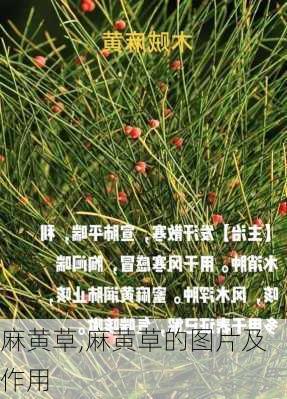 麻黄草,麻黄草的图片及作用-第2张图片-花卉百科