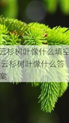 云杉树叶像什么填空,云杉树叶像什么答案