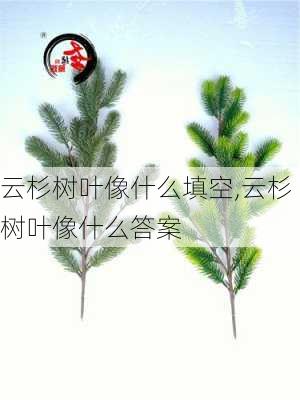 云杉树叶像什么填空,云杉树叶像什么答案-第2张图片-花卉百科