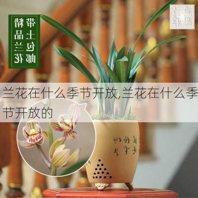 兰花在什么季节开放,兰花在什么季节开放的