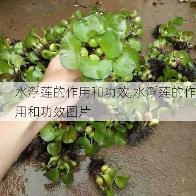 水浮莲的作用和功效,水浮莲的作用和功效图片