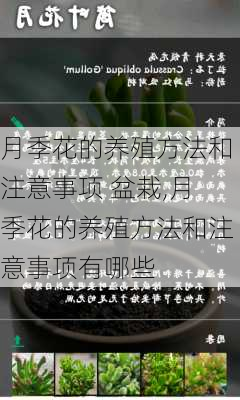 月季花的养殖方法和注意事项 盆栽,月季花的养殖方法和注意事项有哪些