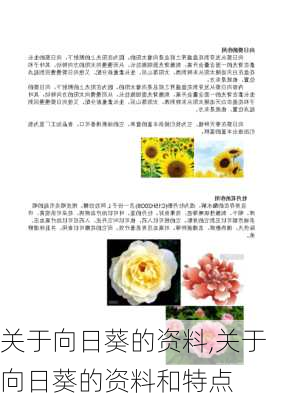 关于向日葵的资料,关于向日葵的资料和特点-第1张图片-花卉百科