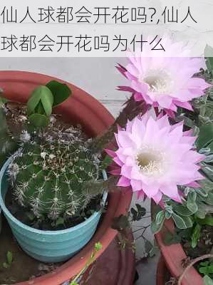 仙人球都会开花吗?,仙人球都会开花吗为什么-第3张图片-花卉百科