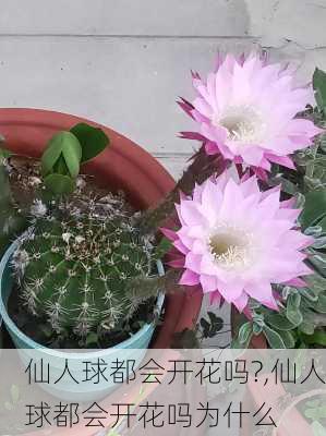 仙人球都会开花吗?,仙人球都会开花吗为什么-第2张图片-花卉百科