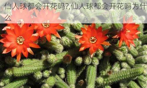 仙人球都会开花吗?,仙人球都会开花吗为什么-第1张图片-花卉百科