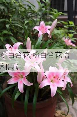 粉百合花,粉百合花语和寓意-第3张图片-花卉百科