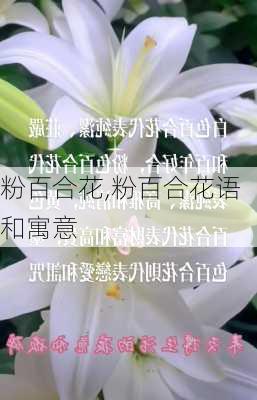 粉百合花,粉百合花语和寓意-第2张图片-花卉百科