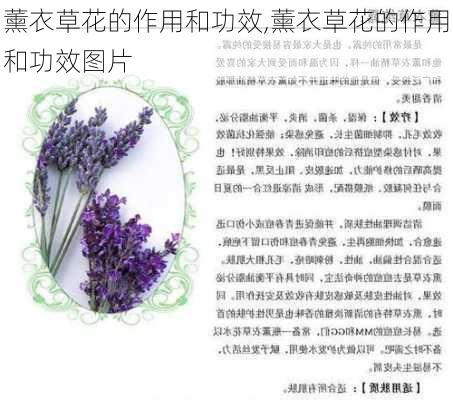 薰衣草花的作用和功效,薰衣草花的作用和功效图片-第1张图片-花卉百科