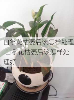 白掌花枯萎后该怎样处理,白掌花枯萎后该怎样处理好