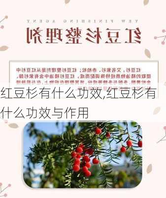 红豆杉有什么功效,红豆杉有什么功效与作用-第2张图片-花卉百科