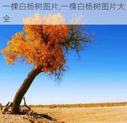 一棵白杨树图片,一棵白杨树图片大全-第2张图片-花卉百科