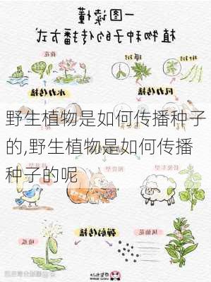 野生植物是如何传播种子的,野生植物是如何传播种子的呢