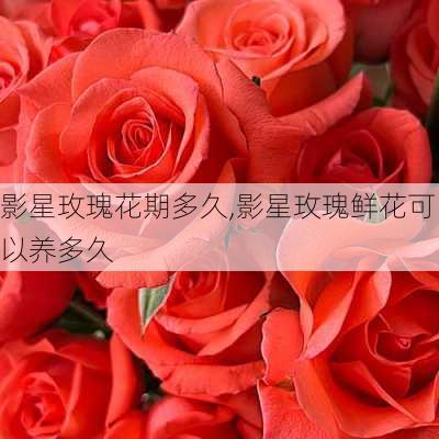 影星玫瑰花期多久,影星玫瑰鲜花可以养多久-第3张图片-花卉百科