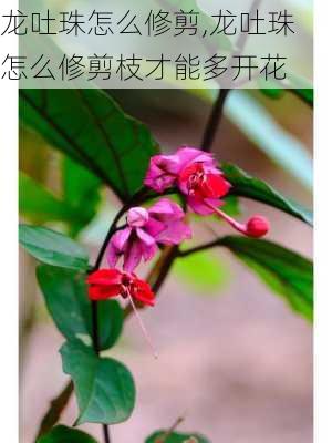 龙吐珠怎么修剪,龙吐珠怎么修剪枝才能多开花-第1张图片-花卉百科