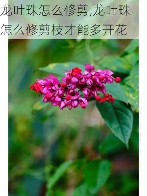 龙吐珠怎么修剪,龙吐珠怎么修剪枝才能多开花-第3张图片-花卉百科