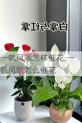 一帆风顺怎样催花,一帆风顺怎么催花-第2张图片-花卉百科