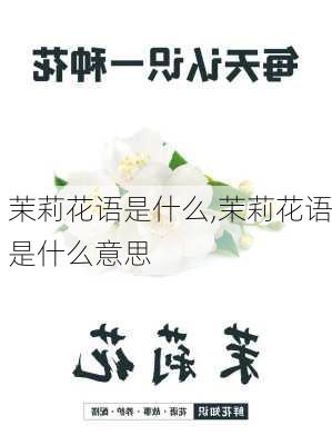 茉莉花语是什么,茉莉花语是什么意思