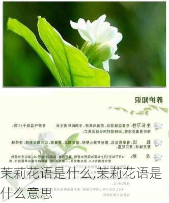 茉莉花语是什么,茉莉花语是什么意思-第3张图片-花卉百科