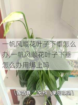 一帆风顺花叶子下垂怎么办,一帆风顺花叶子下垂怎么办用绑上吗