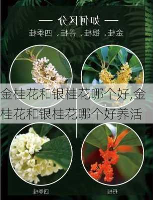 金桂花和银桂花哪个好,金桂花和银桂花哪个好养活-第1张图片-花卉百科