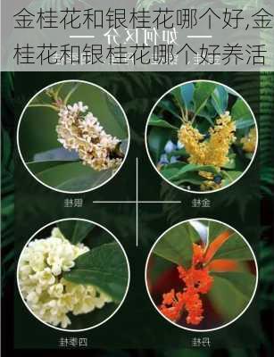 金桂花和银桂花哪个好,金桂花和银桂花哪个好养活-第2张图片-花卉百科