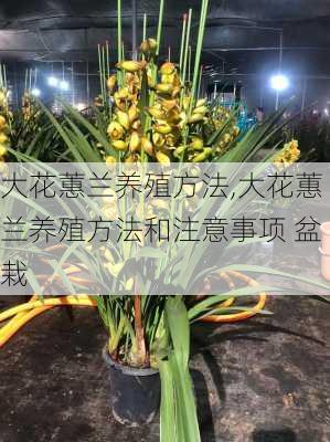 大花蕙兰养殖方法,大花蕙兰养殖方法和注意事项 盆栽-第2张图片-花卉百科