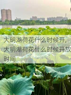 大明湖荷花什么时候开,大明湖荷花什么时候开放时间