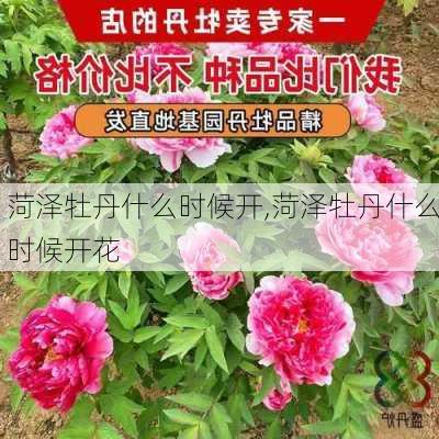 菏泽牡丹什么时候开,菏泽牡丹什么时候开花-第1张图片-花卉百科