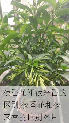 夜香花和夜来香的区别,夜香花和夜来香的区别图片