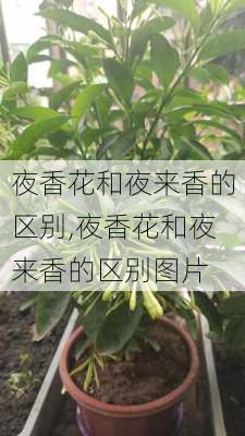 夜香花和夜来香的区别,夜香花和夜来香的区别图片-第2张图片-花卉百科