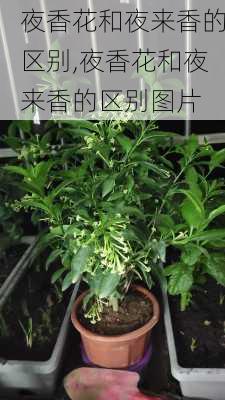 夜香花和夜来香的区别,夜香花和夜来香的区别图片-第3张图片-花卉百科