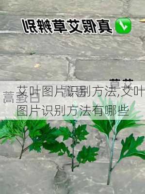 艾叶图片识别方法,艾叶图片识别方法有哪些-第3张图片-花卉百科