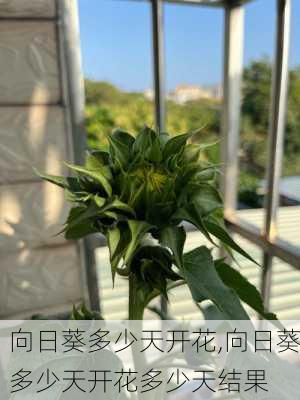 向日葵多少天开花,向日葵多少天开花多少天结果