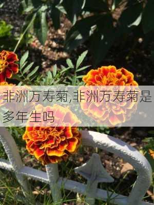 非洲万寿菊,非洲万寿菊是多年生吗