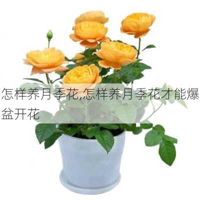 怎样养月季花,怎样养月季花才能爆盆开花