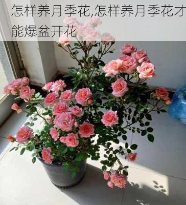 怎样养月季花,怎样养月季花才能爆盆开花-第3张图片-花卉百科