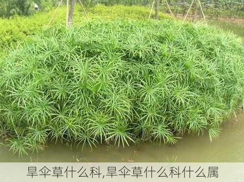 旱伞草什么科,旱伞草什么科什么属-第2张图片-花卉百科