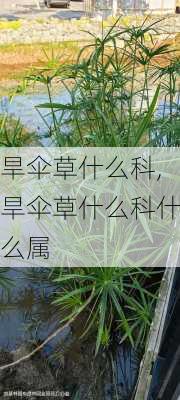 旱伞草什么科,旱伞草什么科什么属-第3张图片-花卉百科