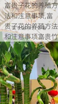 富贵子花的养殖方法和注意事项,富贵子花的养殖方法和注意事项富贵竹-第1张图片-花卉百科