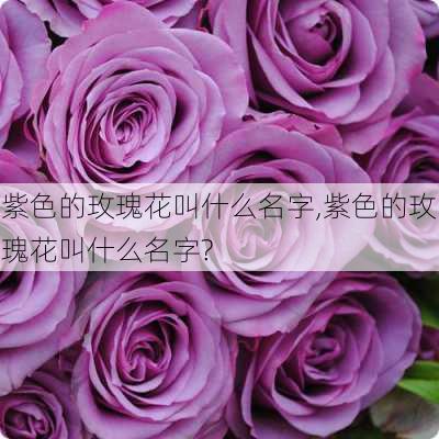 紫色的玫瑰花叫什么名字,紫色的玫瑰花叫什么名字?