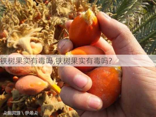 铁树果实有毒吗,铁树果实有毒吗?