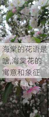 海棠的花语是啥,海棠花的寓意和象征-第1张图片-花卉百科