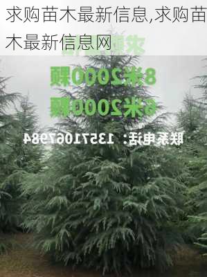 求购苗木最新信息,求购苗木最新信息网