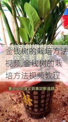 金钱树的栽培方法视频,金钱树的栽培方法视频教程