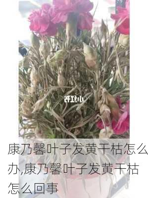 康乃馨叶子发黄干枯怎么办,康乃馨叶子发黄干枯怎么回事-第3张图片-花卉百科