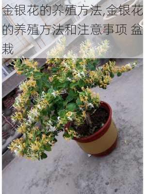 金银花的养殖方法,金银花的养殖方法和注意事项 盆栽-第1张图片-花卉百科