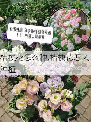 桔梗花怎么种,桔梗花怎么种植-第3张图片-花卉百科